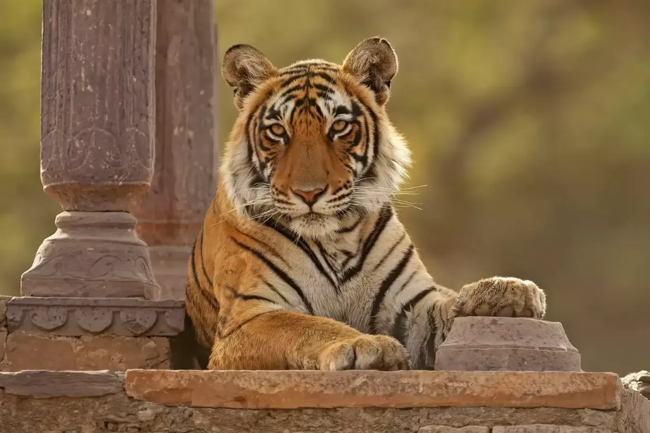 Tiger Trail - A Ranthambore Experience