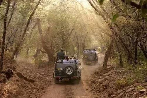 Tiger Trail - A Ranthambore Experience