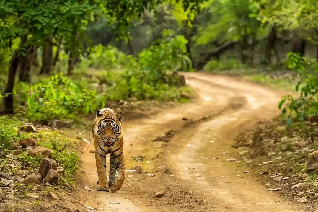 Tiger Trail - A Ranthambore Experience