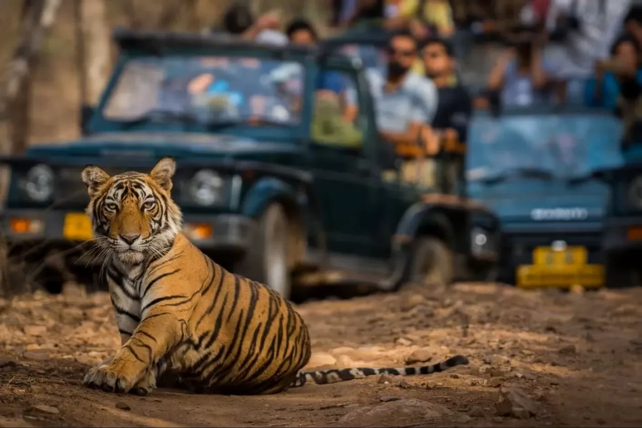 Tiger Trail - A Ranthambore Experience